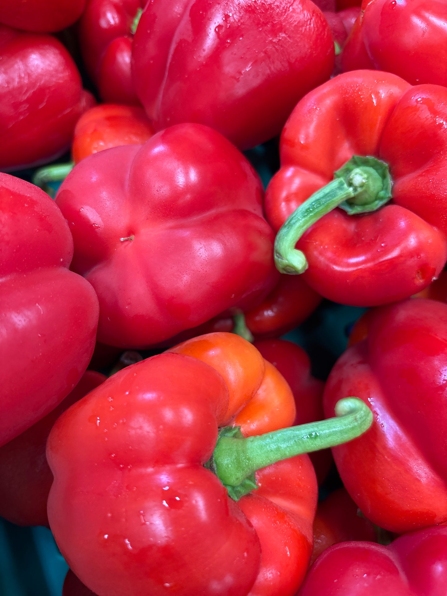 10x Peppers (Various)