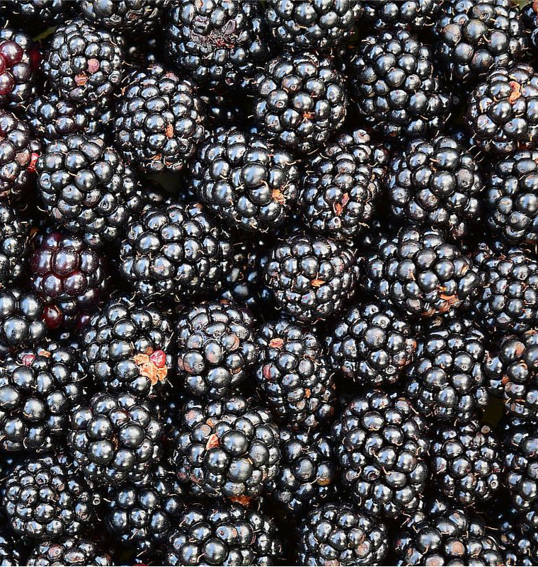 1x Blackberries (Pack)