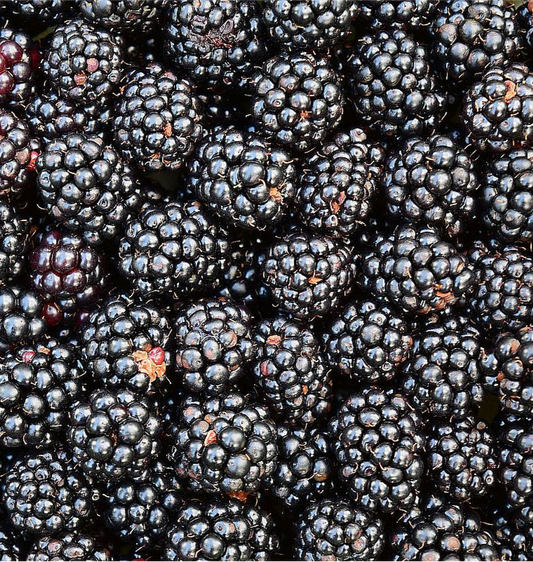 1x Blackberries (Pack)