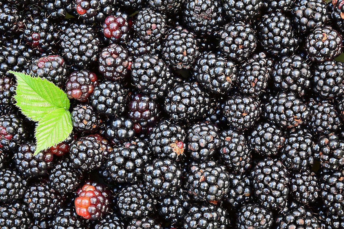 1x Blackberries (Pack)