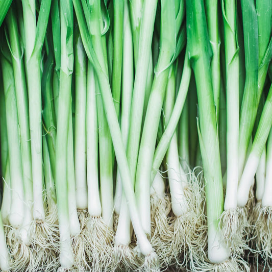 2x Spring Onions (Bunches)