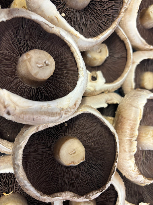 3x Large Flat Mushrooms