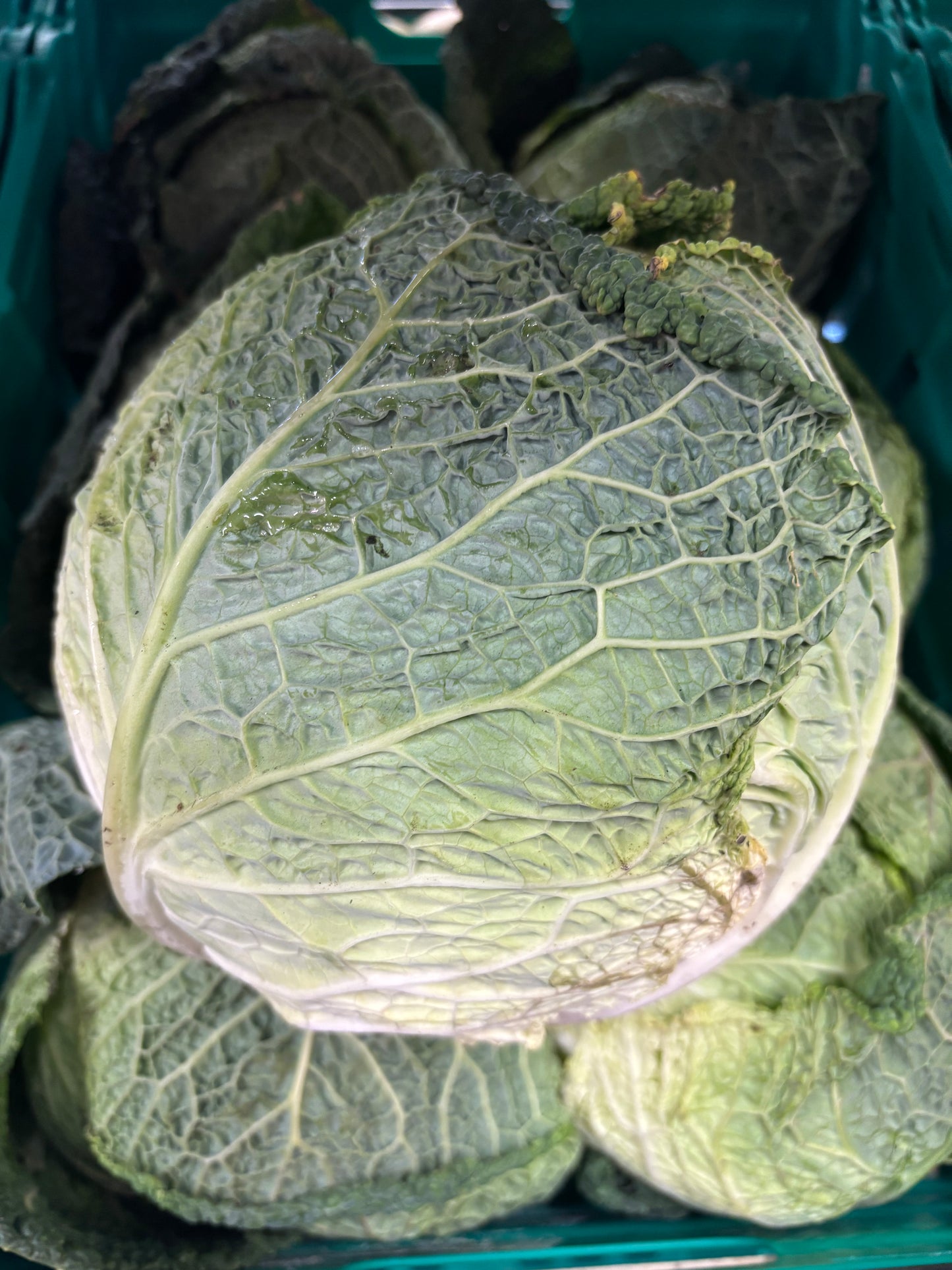 2x Savoy Cabbage