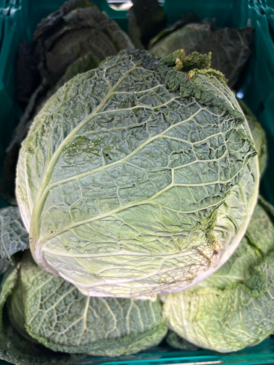 2x Savoy Cabbage
