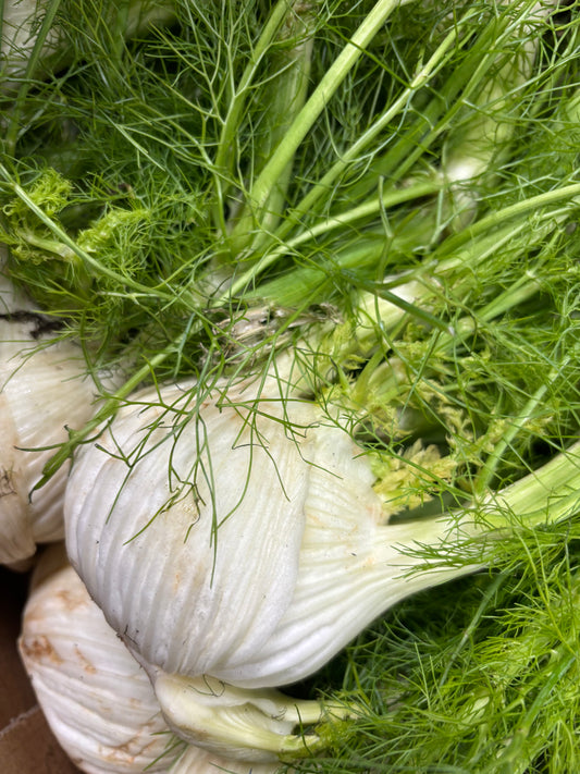 1x Fennel